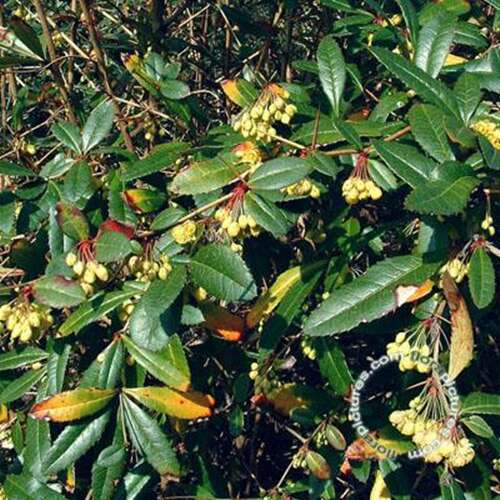 Afbeelding bij Zuurbes - Berberis julianae 