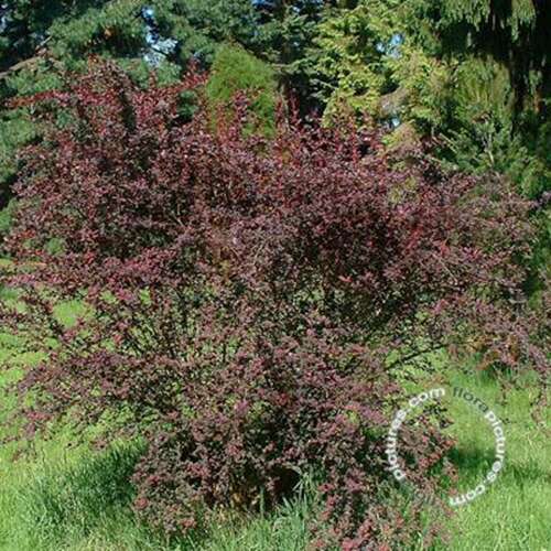 Afbeelding bij Zuurbes - Berberis thunb. &#039;Atropurpurea Nana&#039;