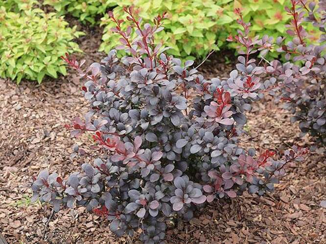 Afbeelding bij Zuurbes - Berberis thunb. &#039;Dart&#039;s Purple&#039; 