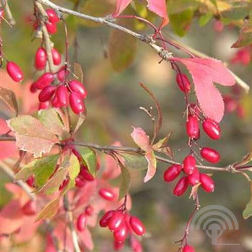 Afbeelding bij Zuurbes - Berberis vulgaris