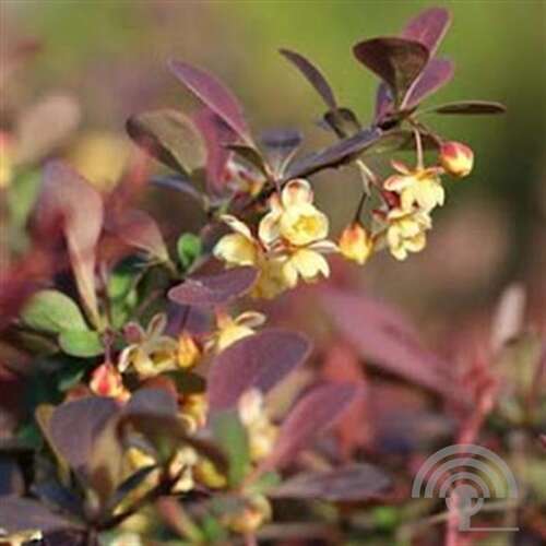 Afbeelding bij Zuurbes - Japanse berberis - Berberis thunbergii 