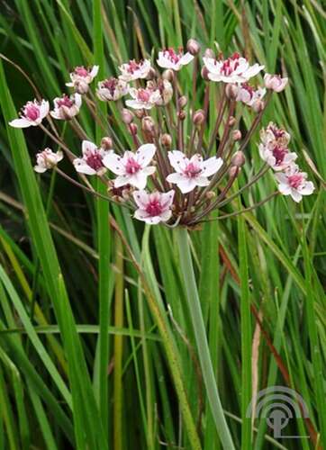 Afbeelding bij Zwanenbloem - Butomus umbellatus 