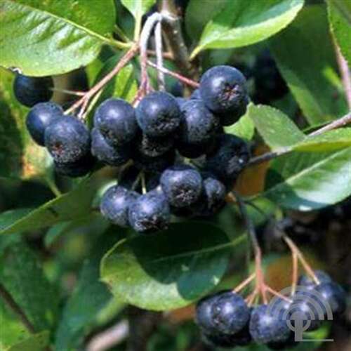 Afbeelding bij Zwarte appelbes - Aronia melanocarpa 