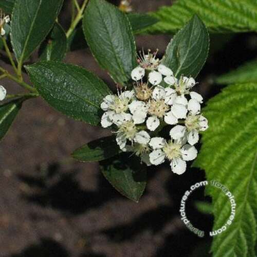 Afbeelding bij Zwarte appelbes - Aronia melanocarpa 'Hugin'