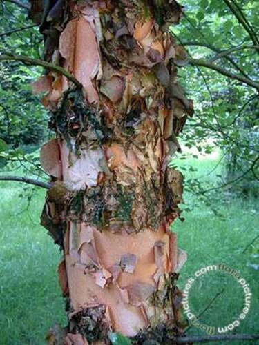 Afbeelding bij Zwarte Berk - Rode berk - Betula nigra 