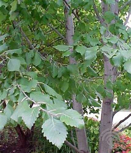 Afbeelding bij Zwarte els - Alnus glutinosa 