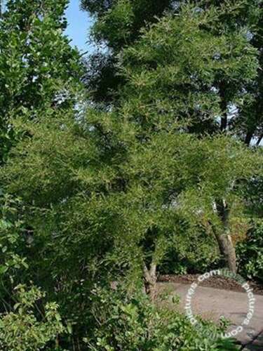 Afbeelding bij Zwarte els - Alnus glutinosa 'Imperialis'