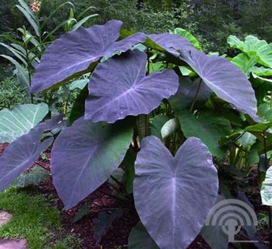 Afbeelding bij Zwarte taro - Colocasia rubra 'Black Magic' 