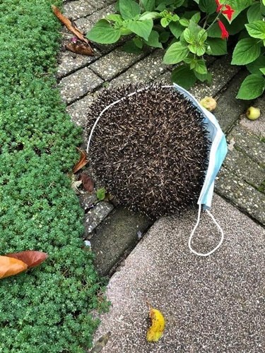 Afbeelding bij Zwerfafval verstrikt dieren