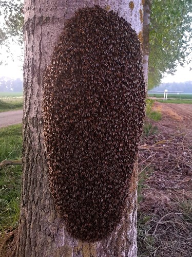 Bijen-zwermen-imker-bellen