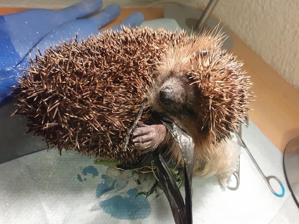 Egels nestmateriaal verzamelen in de tuin