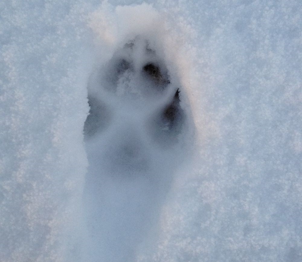 Pootafdrukken vos sneeuw 