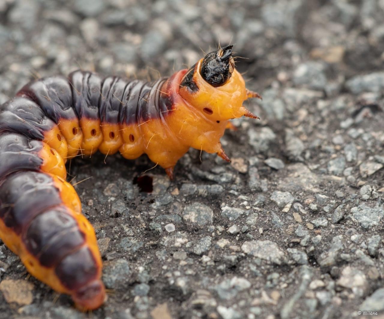 Grote rups bruin oranje