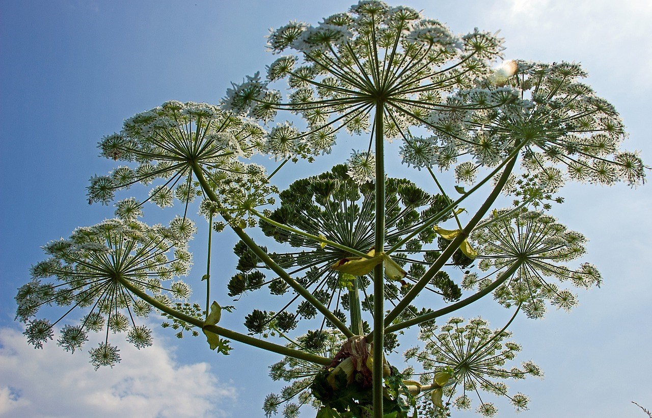 Reuzenberenklauw (Heracleum mantegazzianum) Exotenweek uitheemse invasieve