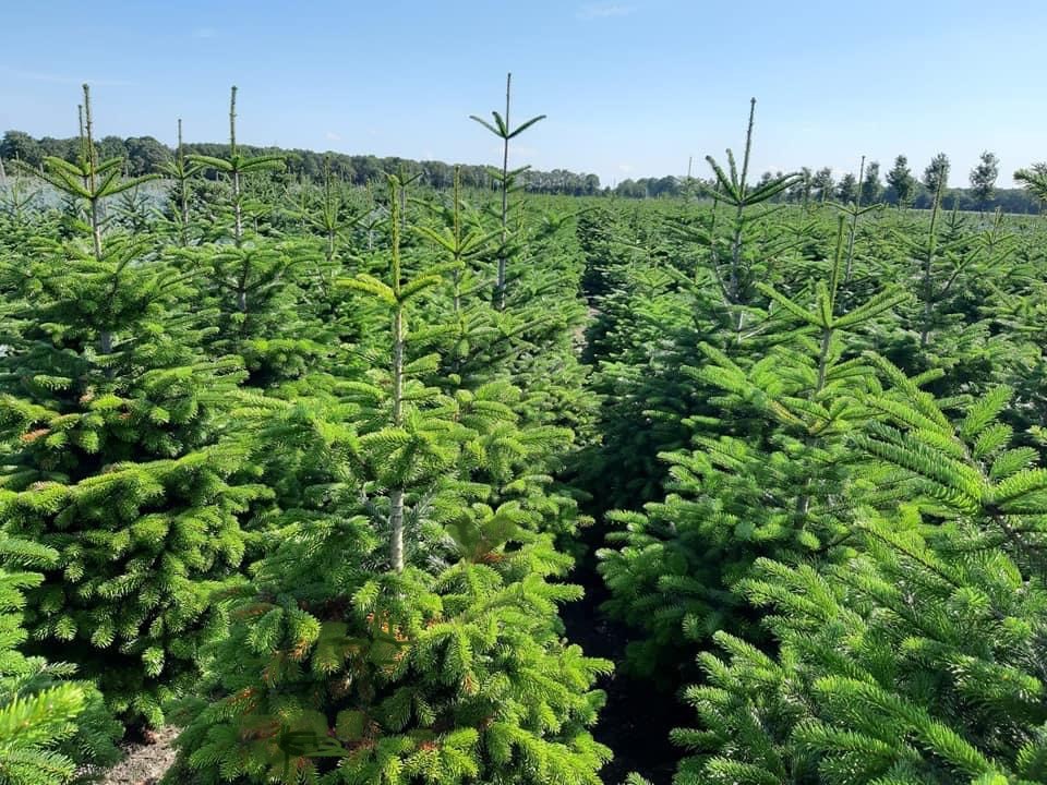 Kerstbomen bestellen en bezorgen