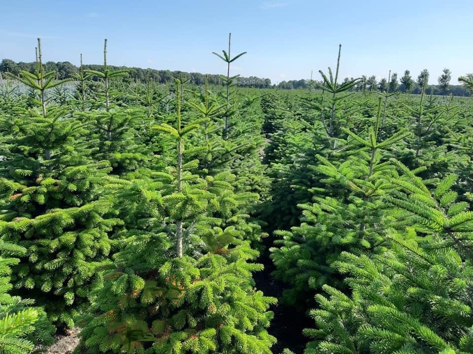 Kerstbomen te koop in Hoogeveen de wolden