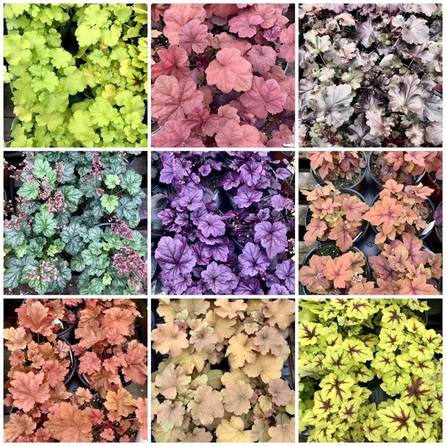 Gekleurde bladeren bladplanten vaste planten kleurrijke border inrichting