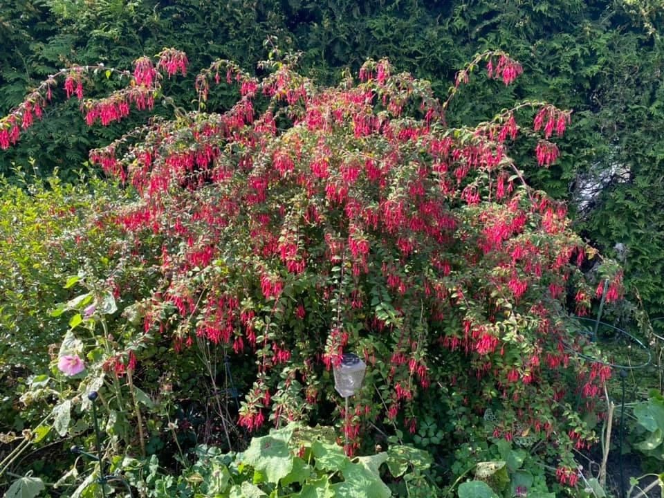Fuchsia als haagplant en solitair in de border