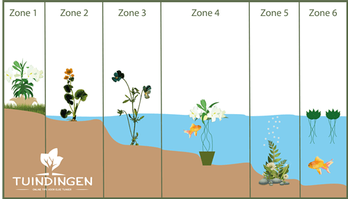 Officier Sluier aansporing Op welke diepte plaats ik mijn waterplanten