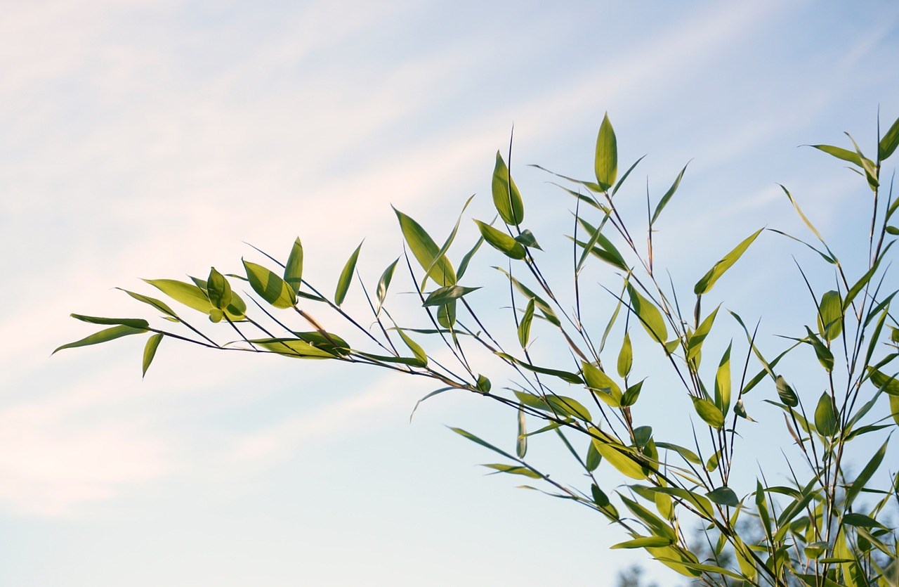 Rustgevende bladeren in de wind sfeermaker bamboe planten