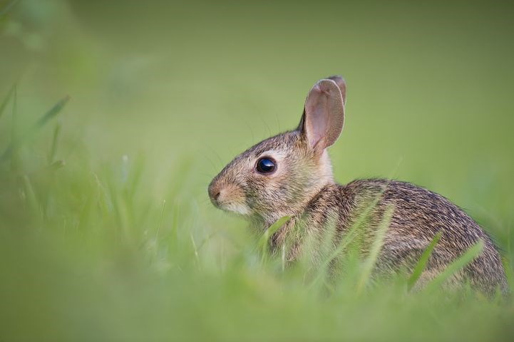 Konijnen invasieve exoten plaag dierensoorten