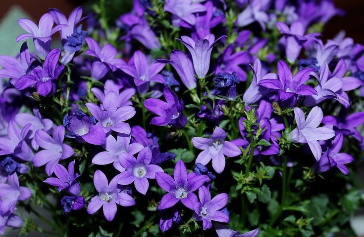 Planten vol gif bij tuincentrum Nederland 