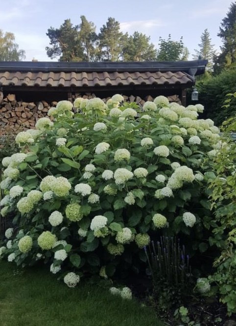 Hortensia Annabel leren snoeien zodat ze niet gaan