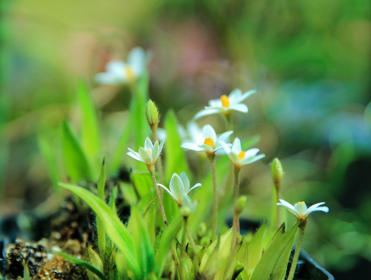 rhodohypoxis Sterretjesgras