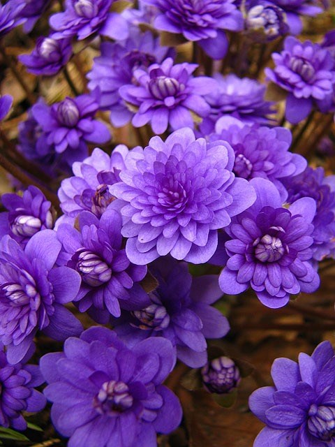 Welke-plant-is-dit-plantennamen-vinden