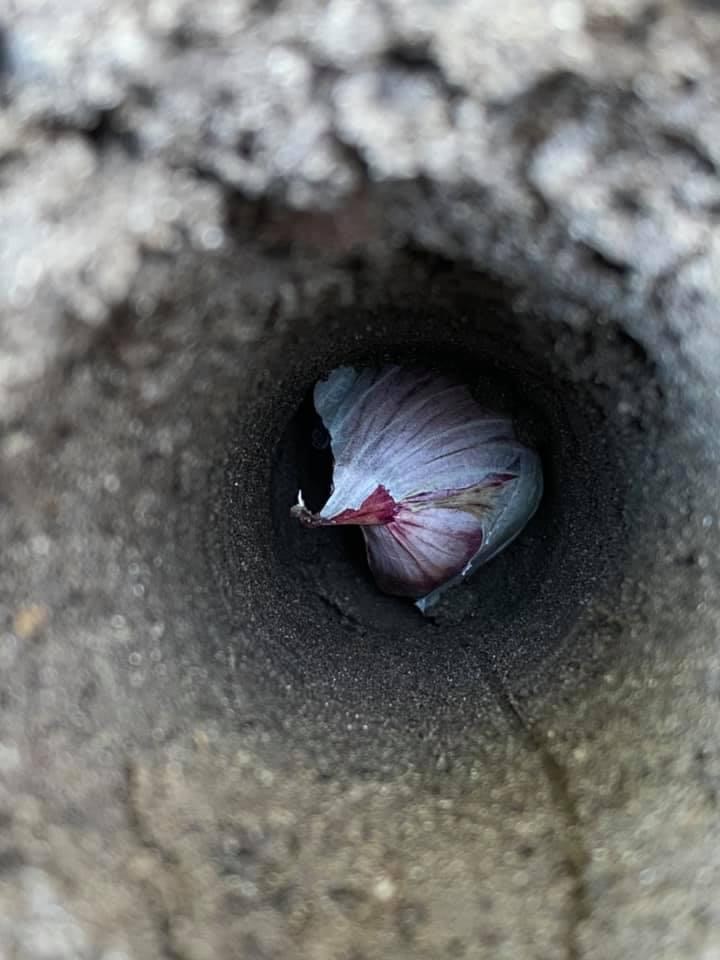 Knoflook planten in de moestuin hoe diep en hoe ver uit elkaar