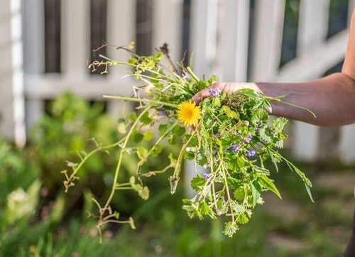 Wat is onkruid welke planten