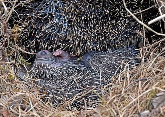 Egels in de tuin maak het veilig en geef ze een thuis huis