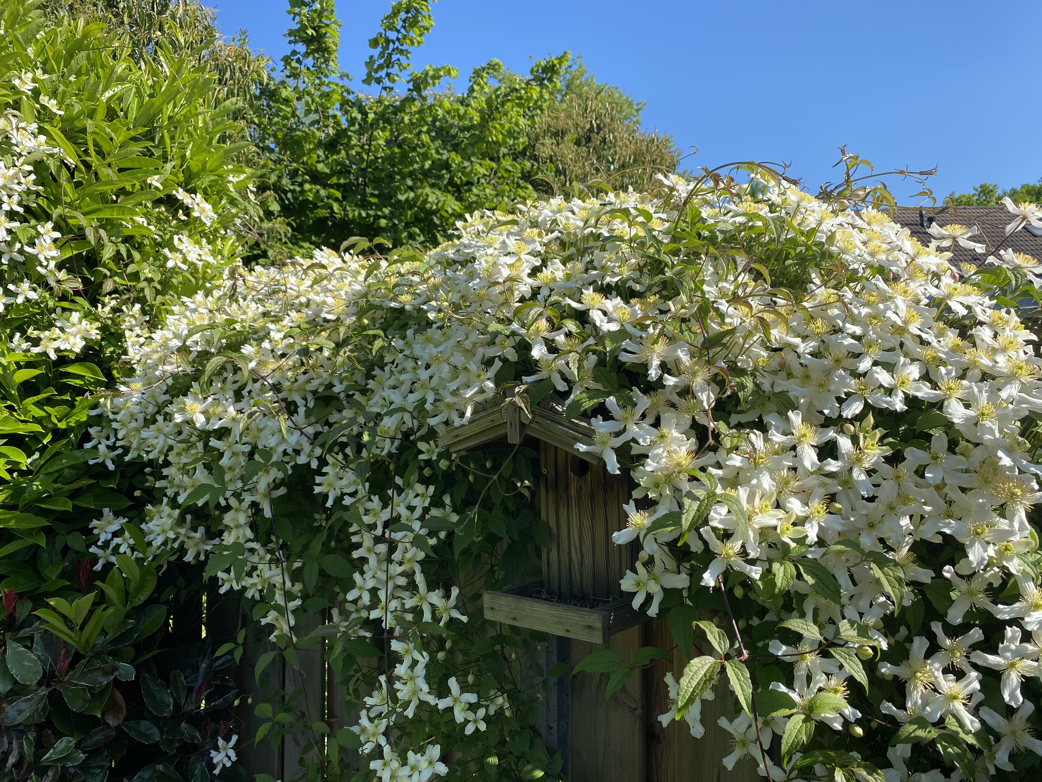 Rijk bloeiende witte klimplanten clematis