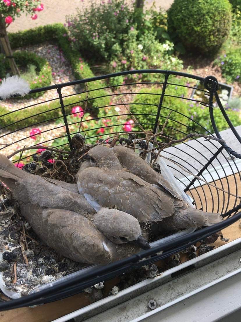 Tortel duiven in de tuin lokken en broede