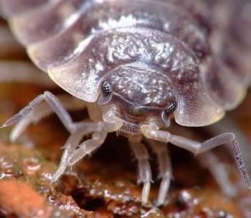 Woodlouse pissebed vooraanzicht nuttige bodemdieren in tuin