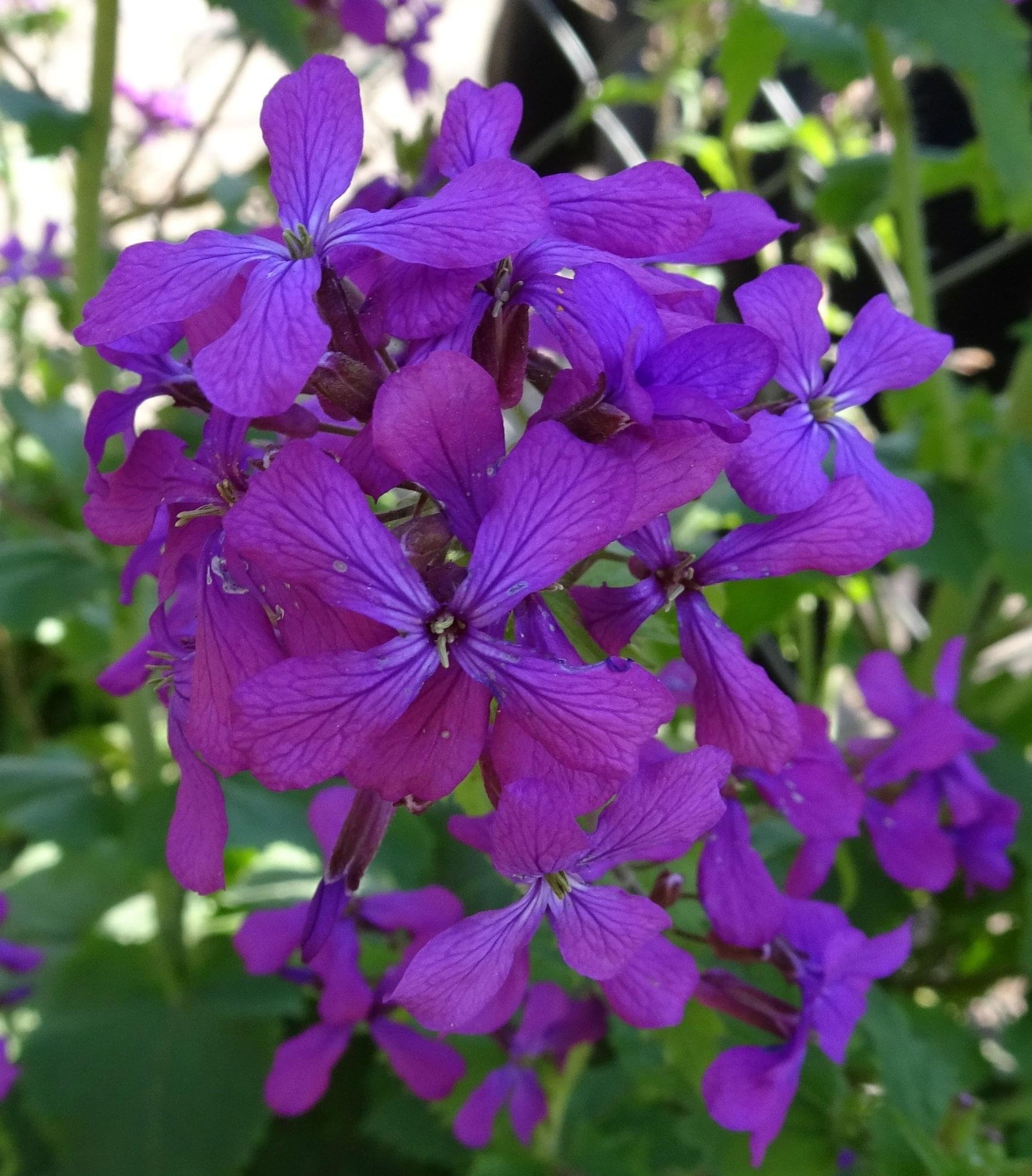 Judaspenning-paars-bloemen-voorjaar