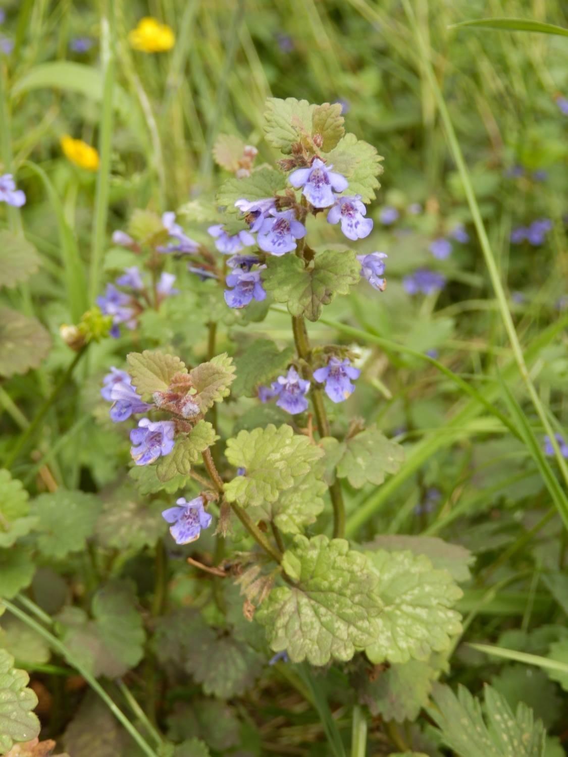 Kruidachtige-plantjes-paarse-bloemen-onder-beukenhaag