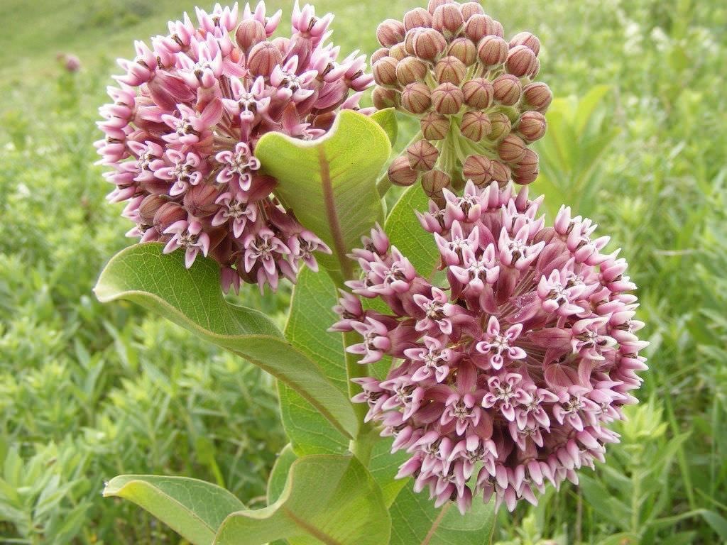 Asclepias syriaca Invasieve uitheemse exoten plantenweek