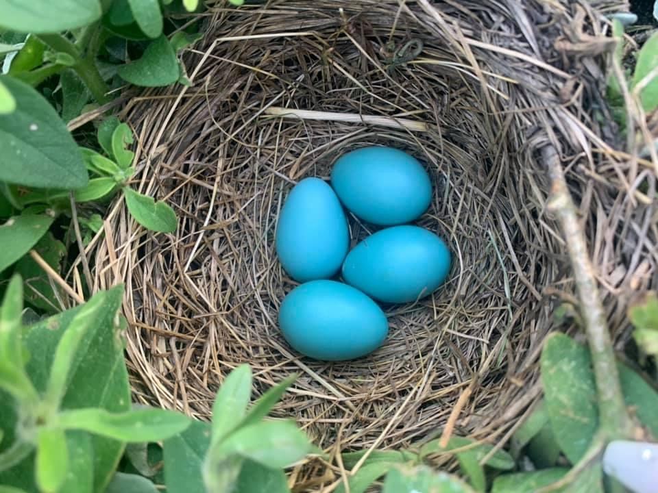 Nestje met jonge vogeltjes in bloempot