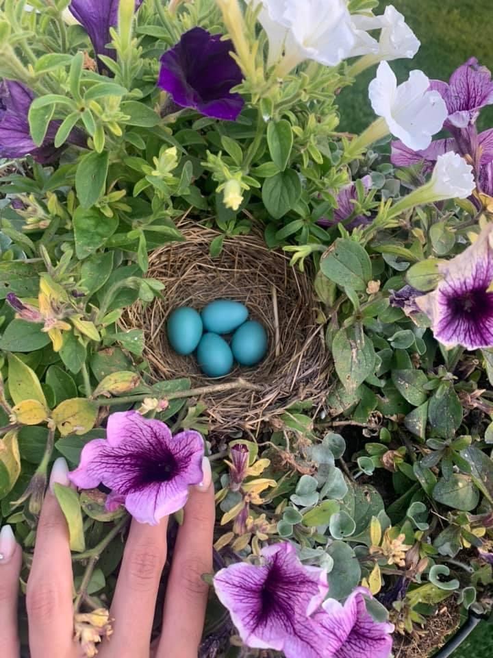 Nestplaats in bloembak tussen plante 