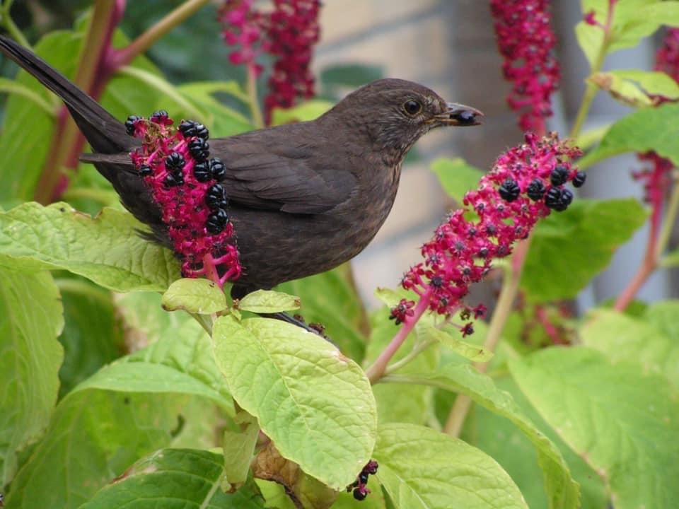 Karmozijnbes eetbaar voor vogels