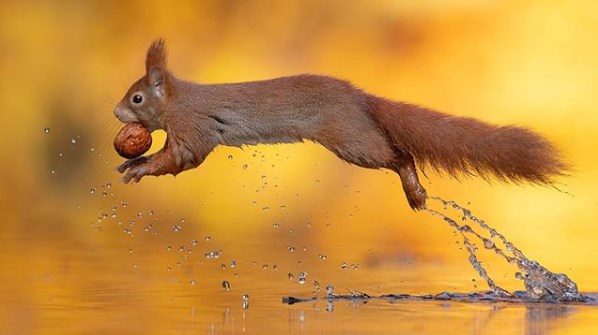 Foto-natuur-tuinen-eekhoorn