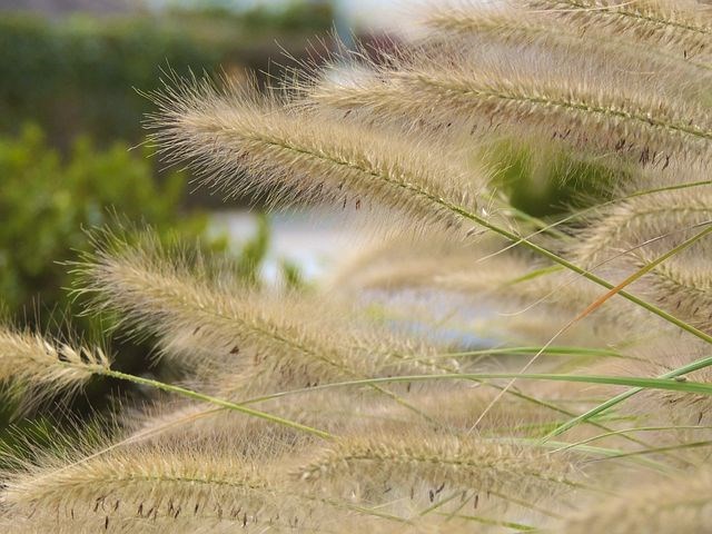 Siergrassen geven rust aan de tuin