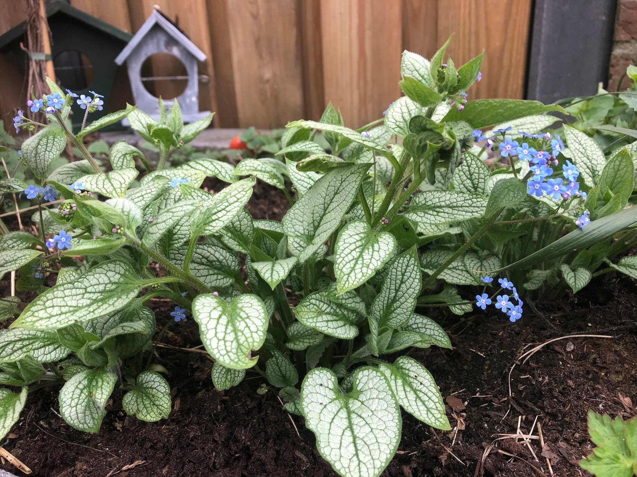 Voorjaar-nieuw-planten-nieuw-leven-buiten-tuinieren 