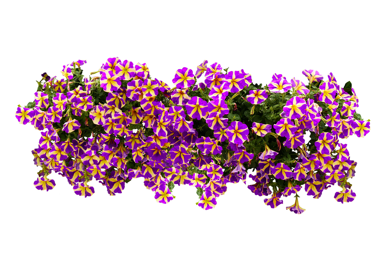 Petunia-perkplant-zaaien-surfinia-potplanten