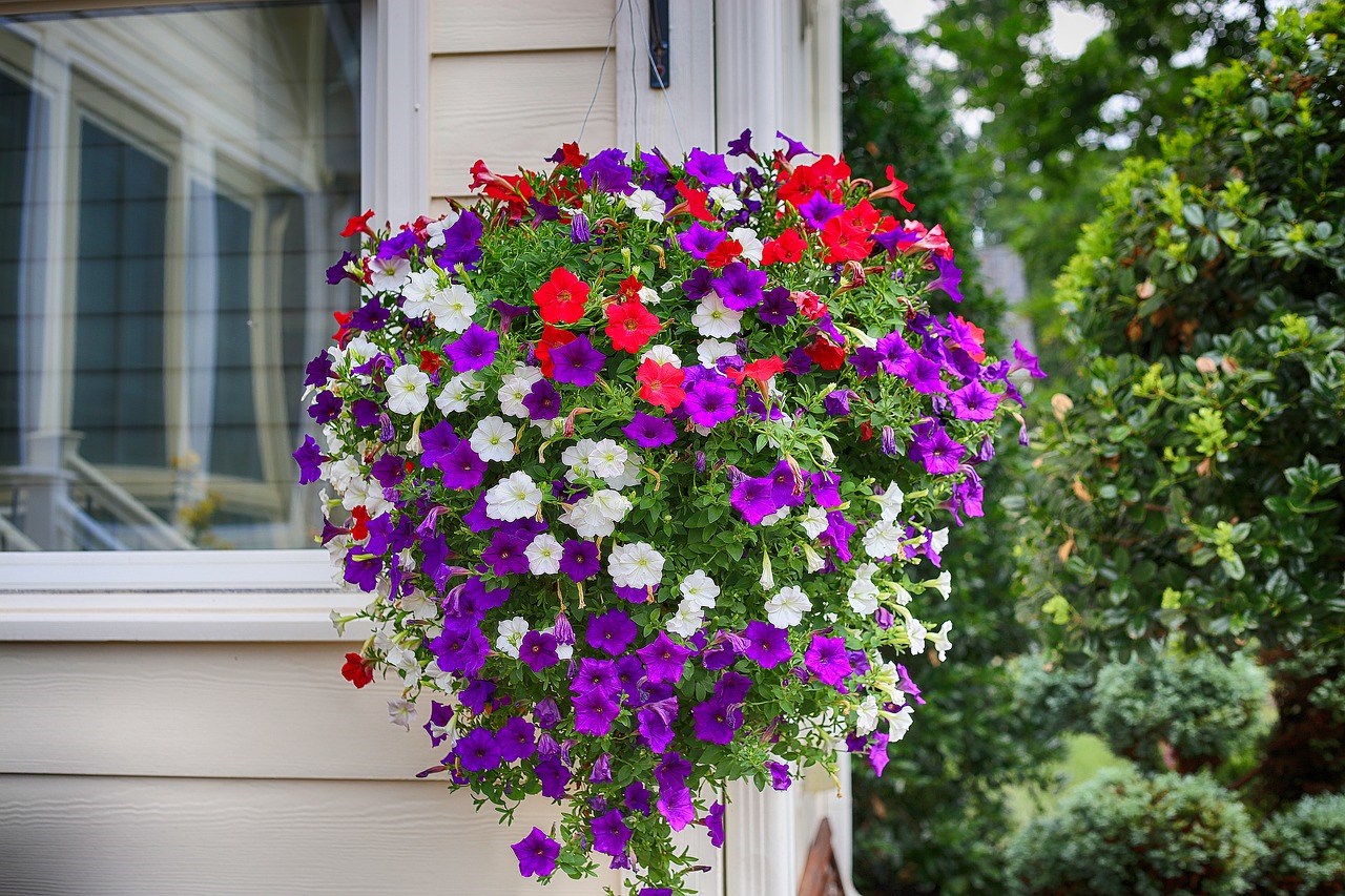 Petunia-surfinia-perplanten-potplanten-in-pot