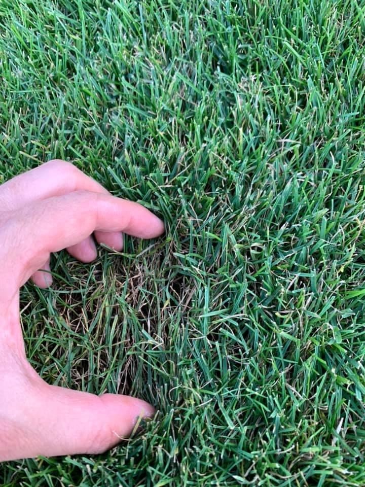 Grasverzorging herfst welke bemesting kalk en onderhoudsbeurt moet ik geven