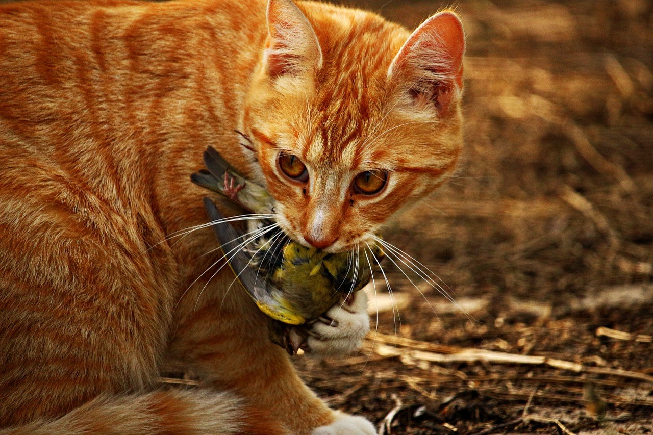 Katten-doden-vogels