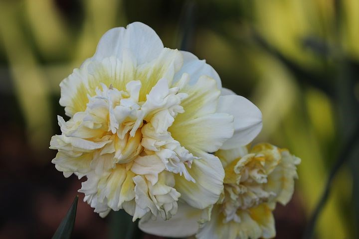 Dubbelbloemige narcissen zijn er in diverse kleuren