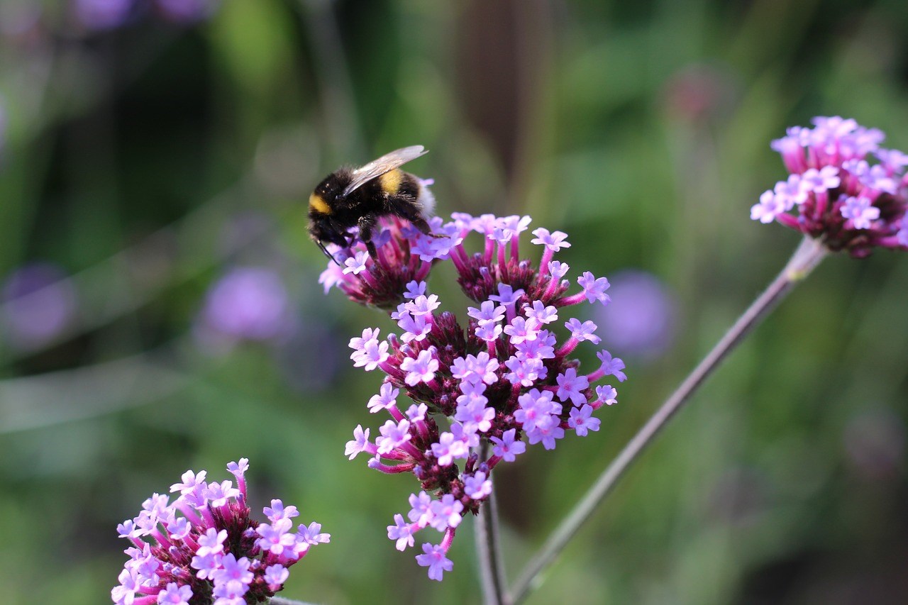 Weefplanten ritselen in de wind en lokken insecten